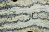 Mammoth Molar Slice With Case - South Carolina #377850-2